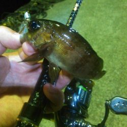 イワシメバルタケちゃん